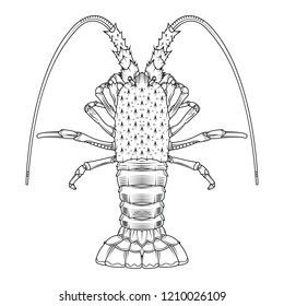 Crab, prawns, lobster, crawfish, Hand drawn illustrations. Coloring page sea animals.  vector illustration.