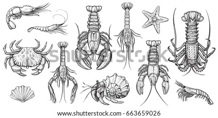 Crab, prawns, lobster, crawfish, spiny lobster, hermit crab, krill. Crustaceans vector set. Hand drawn illustrations. Collection of realistic sketches various sea animals. Foto d'archivio © 
