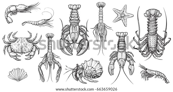 Crab, prawns,\
lobster, crawfish, spiny lobster, hermit crab, krill. Crustaceans\
vector set. Hand drawn illustrations. Collection of realistic\
sketches various sea\
animals.