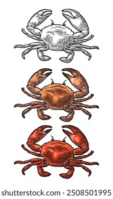 Crab raw and cooked isolated on white background. Vector color vintage engraving illustration for menu, web and label. Hand drawn in a graphic style.