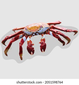 crab Realistic hand drawn illustrations and vectors