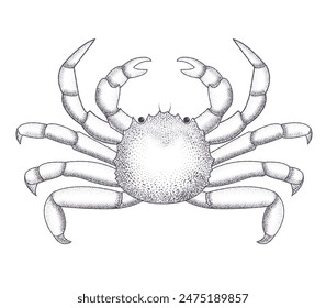 Crab in retro engraving style. Transparent background. Isolated