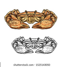 Crab sea animal sketch of seafood and ocean shell fish vector design. Marine crustacean, red hermit crab with big claws. Underwater shellfish, seafood restaurant or fish market themes