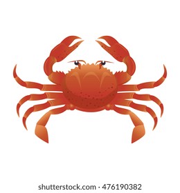 crab sea animal water seafood nature ocean cartoon vector illustration