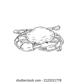 crab sea or beach animal