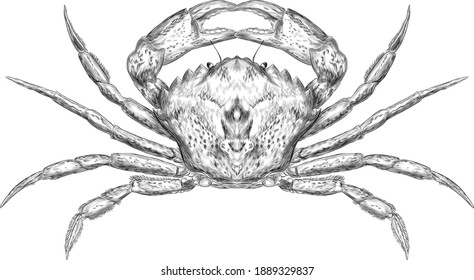crab sea black white sketch vector illustration