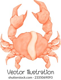 Crab. Sea crab, crab claw,Vector illustration Watercolor sea