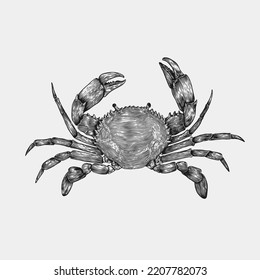 Crab sea food animal sketch engraving illustrations