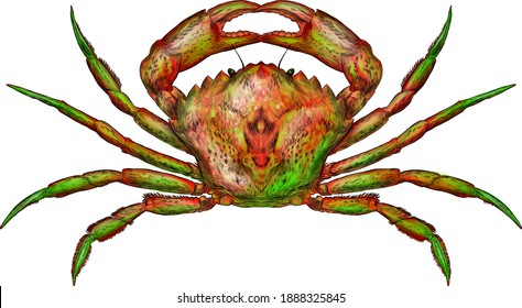 crab sea reptile vector illustration