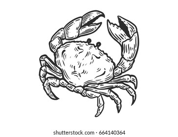 Crab seafood nature ocean aquatic underwater vector. Hand drawn marine engraving illustration on white background. Sea animal