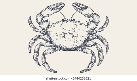 Crab, seafood, sketch. Vintage retro print, seafood crab sketch, sea life, ink pencil style drawing, engrave old school sketch, hand drawn. Sketch artwork crab, sign, sea symbol. Vector Illustration