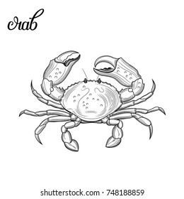 Crab. Seafood. Vector illustration. Isolated image on white background. Vintage style.