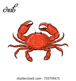 Crab. Seafood. Vector illustration. Isolated image on white background. Vintage style.