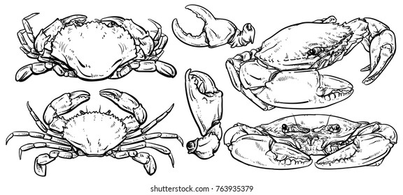 Crab set drawing on white background, Hand drawn outline seafood vector illustration, Set of crab, menu, design, restaurant