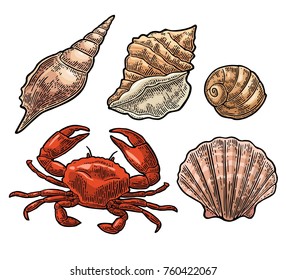 Crab and shell isolated on white background. Vector color vintage engraving illustration for menu, web and label. Hand drawn in a graphic style.