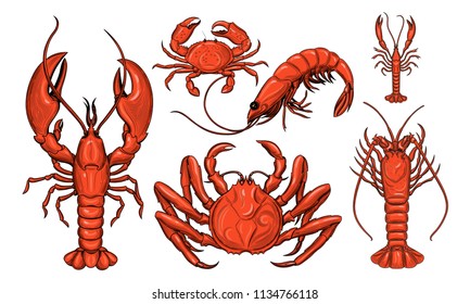 Crab, shrimp, lobster, langoustine, spiny lobster. Seafood. Vector illustration. Isolated image on white background. Vintage style.