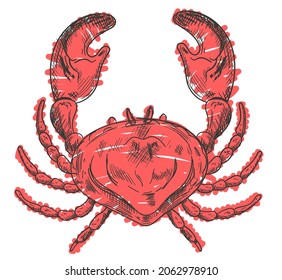 Crab sketch isolated on white background. Vector flat graphic design illustration