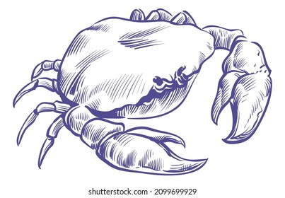 Crab Sketch. Sea Shell Animal With Big Claws