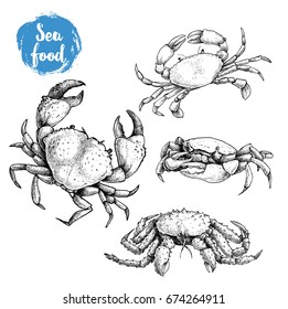 Crab sketch set. Hand drawn collection of seafood. Vector illustrations of different crabs.