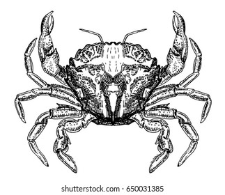 Crab sketch vector icon. Ocean crab drawing. Isolated symbol for seafood restaurant sign or emblem, fishing club or fishery market.