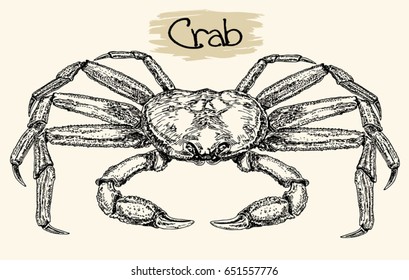 Crab sketch. Vector vintage crab drawing. Hand drawn monochrome seafood illustration. 