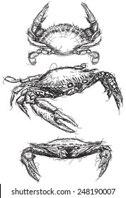 Crab sketches 