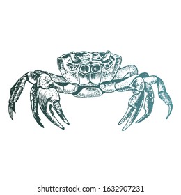 Crab with Strong Claws Vector Sketch Drawing. Marine Life Concept