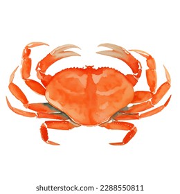 crab with style hand drawn digital painting illustration
