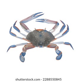 crab with style hand drawn digital painting illustration