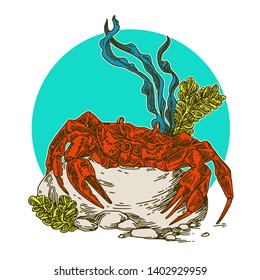 Crab in tropical sea. Color. Engraving style. Vector illustration.