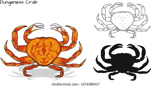 Crab vector by hand drawing.crab silhouette on white background.Dungeness Crab art highly detailed in line art style.Animal pictures for coloring