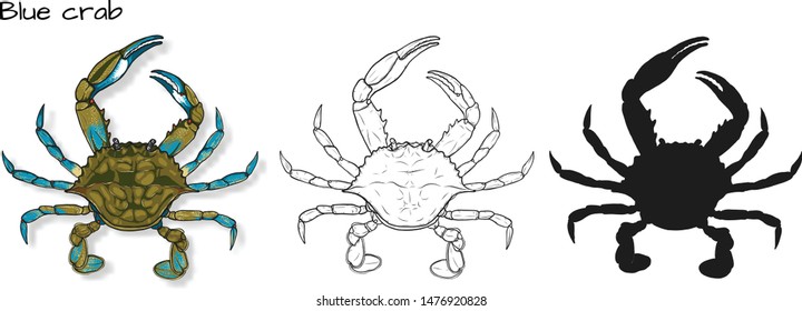 Crab vector by hand drawing.crab silhouette on white background.Blue Crabs art highly detailed in line art style.Animal pictures for coloring