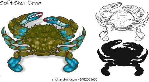 Crab vector by hand drawing.crab silhouette on white background.Soft Shell Crabs art highly detailed in line art style.Animal pictures for coloring