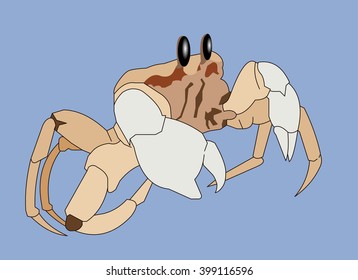 crab vector cartoon illustration