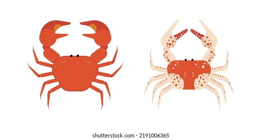 Crab vector. Colorful crab vector. Aquatic animal in flat design vector. Flat style vector illustration isolated on white background