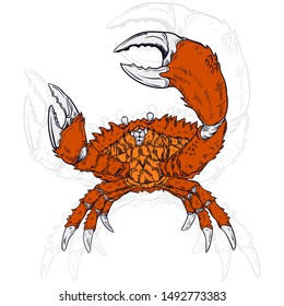 Crab Vector Handdrawing. Vector vintage crab drawing. Seafood illustration. (in packaging design, decoration, t-shirt design, etc.)