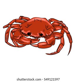 Crab vector illustration in cartoon style isolated on white background. Seafood product design. 