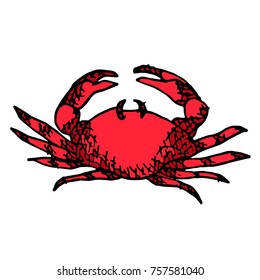 Crab vector illustration. Doodle style. Design, print, logo, decor, textile, paper