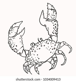 crab vector illustration drawing