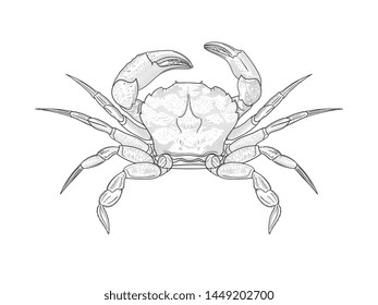 Crab vector illustration hand draw is all about fresh seafood