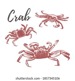 Crab vector illustration. Crab hand drawing. Three crabs on a white background