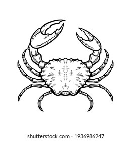 Crab Vector Illustration Hand Drawn