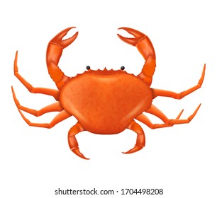 A Crab vector illustration in realistic style. Vector seafood product isolated on a white background.