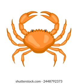 Crab vector isolated on white background. Steamed crab illustration.