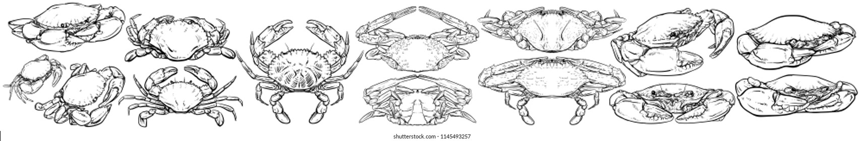 Crab vector set, Hand drawn vector illustration, Collection of realistic sketches various crabs