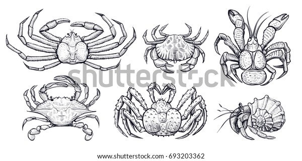 Crab\
vector set. Hand drawn illustrations of engraved line. Collection\
of realistic sketches various crabs, sea\
animals.