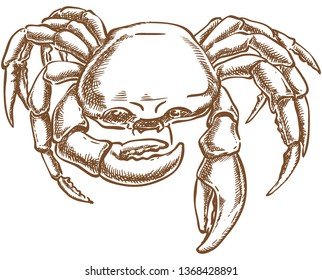 Crab vector sketch hand drawing