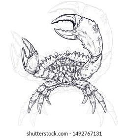 Crab Vector. Vector vintage crab drawing. Seafood illustration. (in packaging design, decoration, t-shirt design, etc.)
