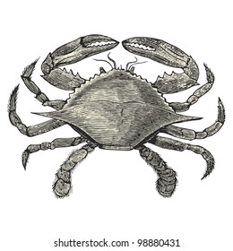 Crab - vintage engraved illustration - "Dictionnaire encyclopÃ?Â©dique universel illustrÃ?Â©" By Jules Trousset - 1891 Paris