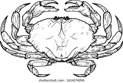 A crab which is the symbol of Cancer the fourth sign of the zodiac. Hand drawn vector illustration.